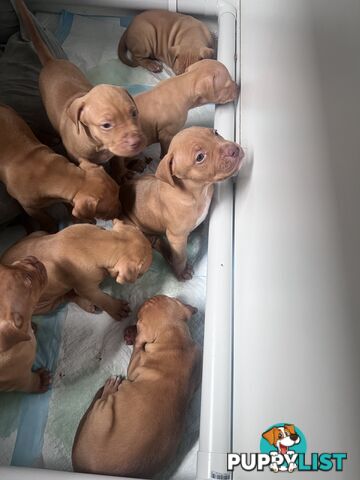 Staffy x puppies male & female