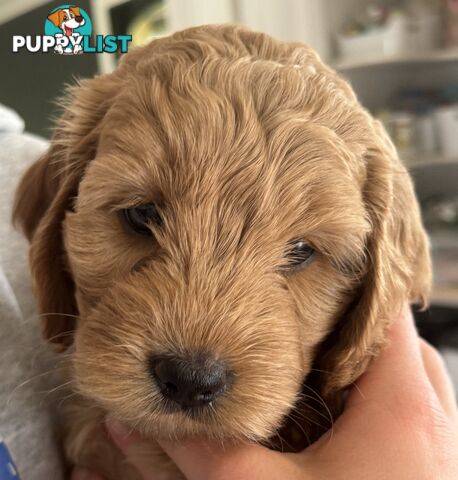 Gorgeous F2 Spoodle puppies ready for their forever families