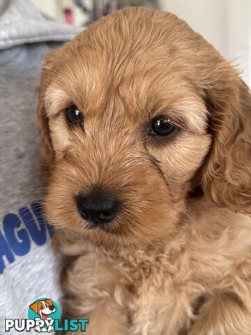 Gorgeous F2 Spoodle puppies ready for their forever families