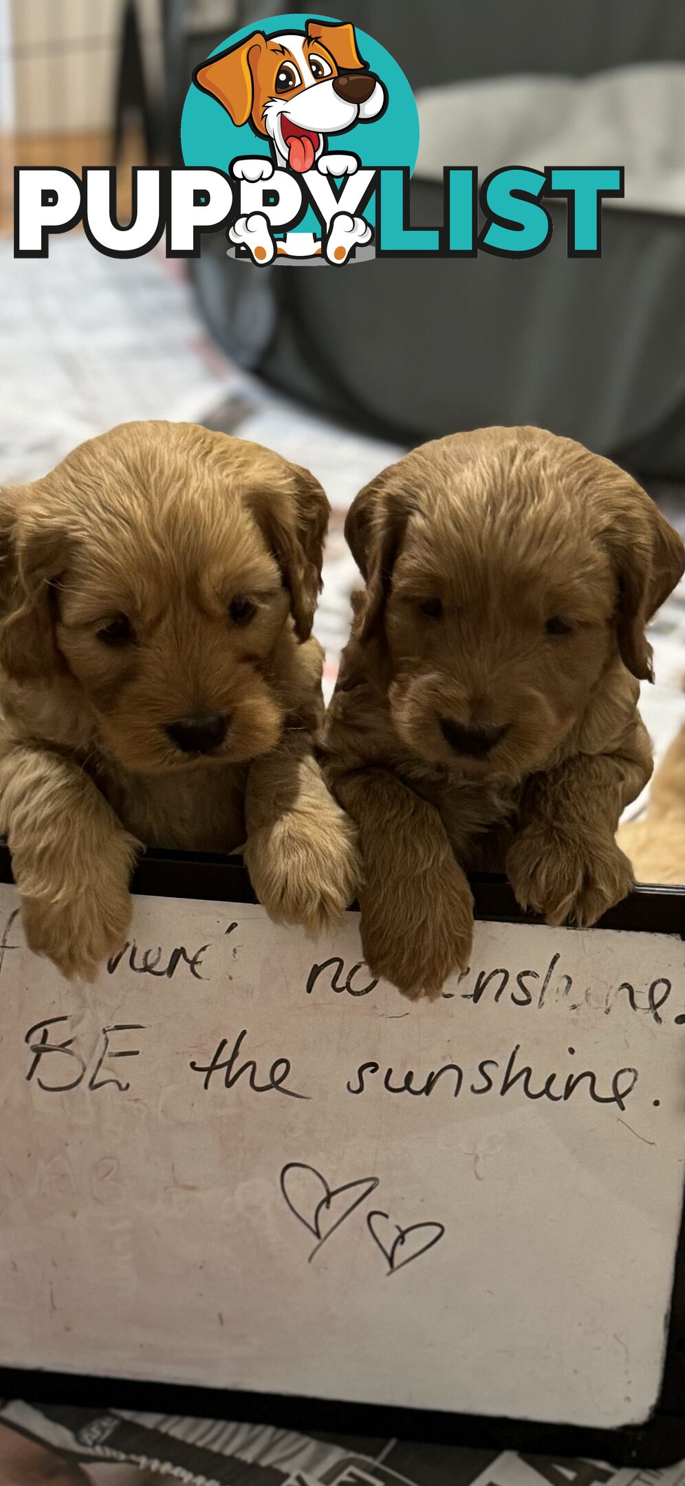 Gorgeous F2 Spoodle puppies ready for their forever families