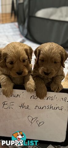 Gorgeous F2 Spoodle puppies ready for their forever families