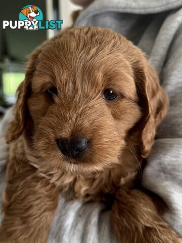 Gorgeous F2 Spoodle puppies ready for their forever families