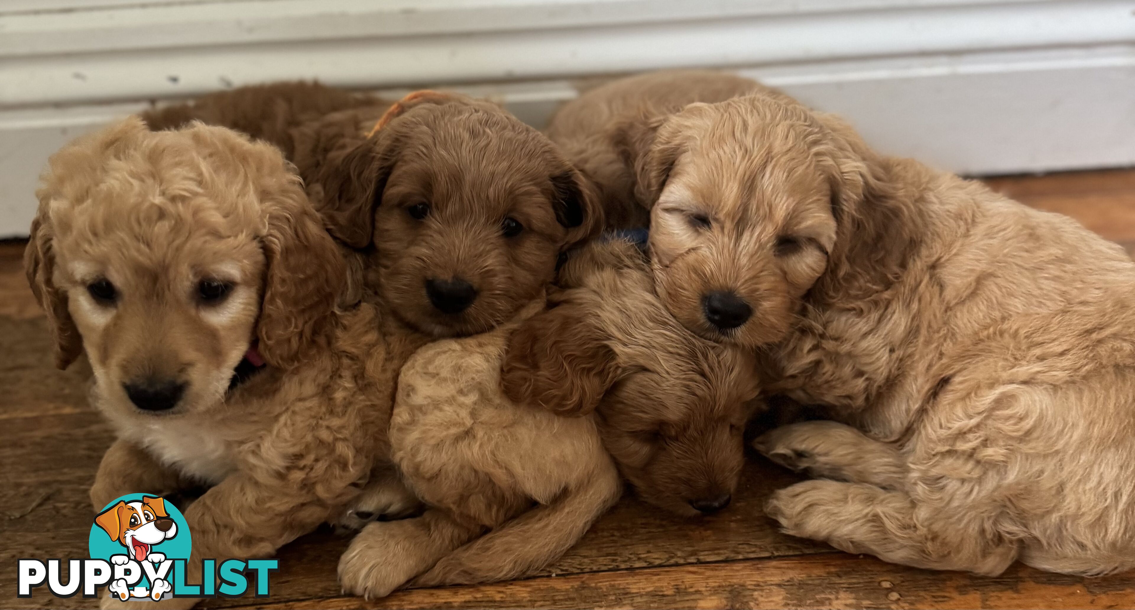 Gorgeous F2 Spoodle puppies ready for their forever families