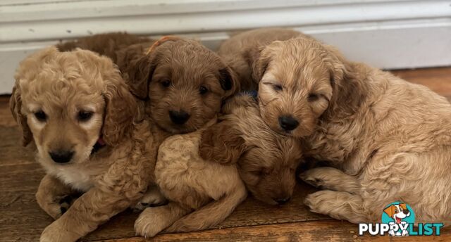 Gorgeous F2 Spoodle puppies ready for their forever families