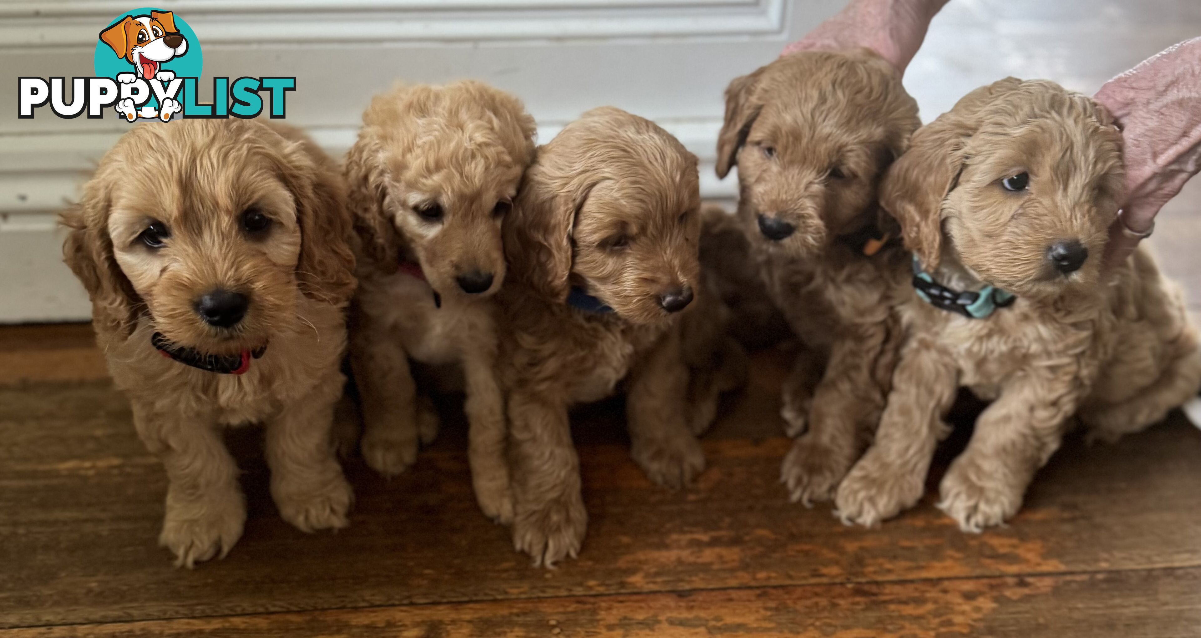 Gorgeous F2 Spoodle puppies ready for their forever families