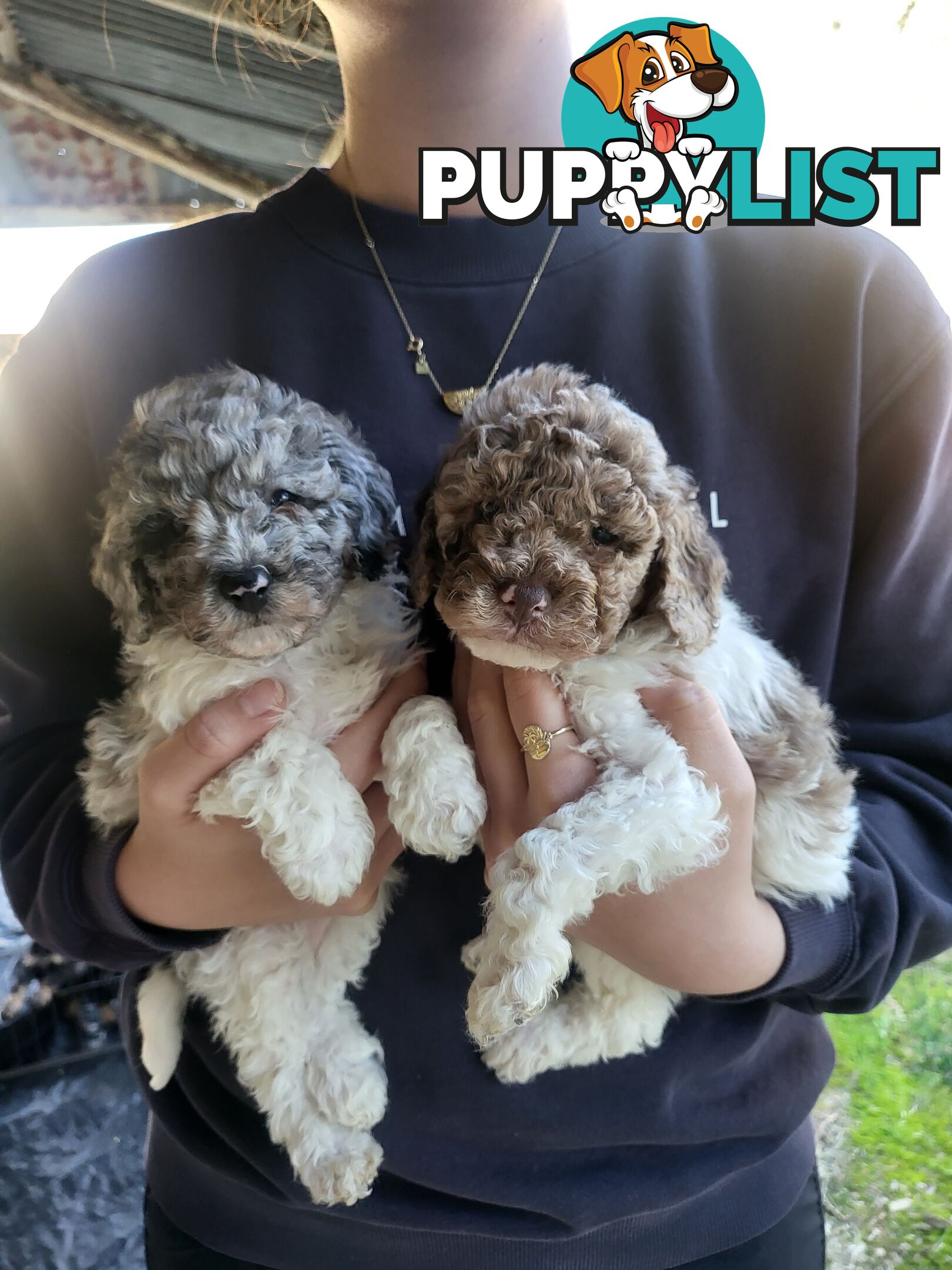 Beautiful Toy Poodles