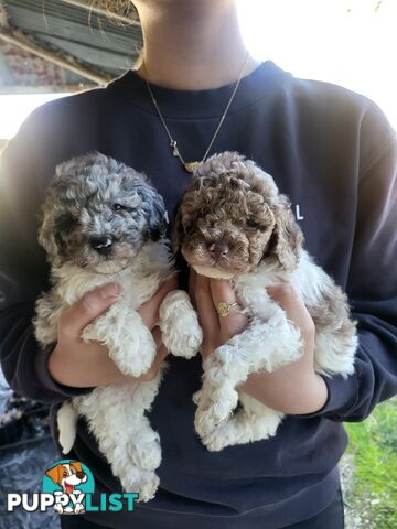 Beautiful Toy Poodles