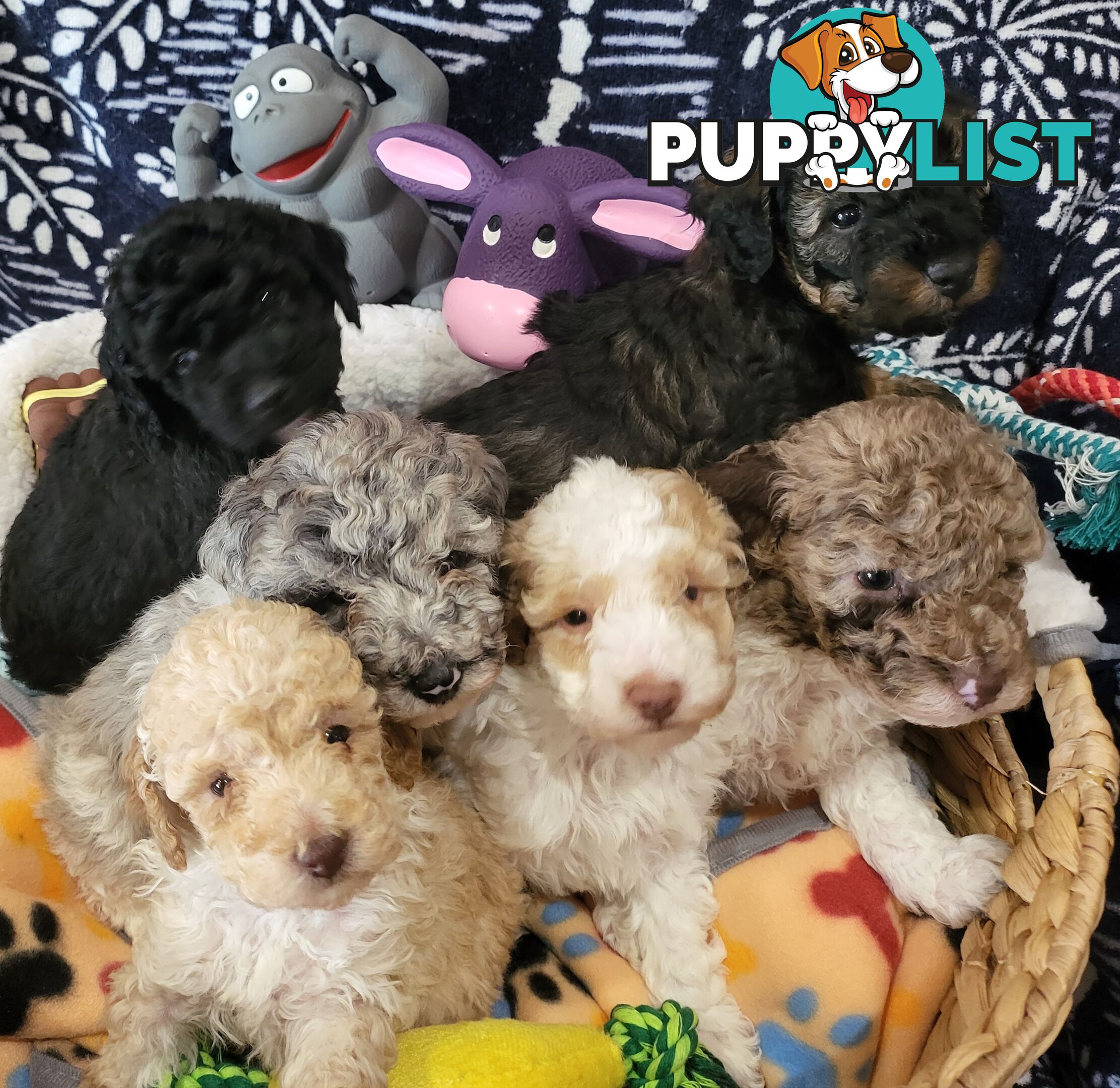 Beautiful Toy Poodles