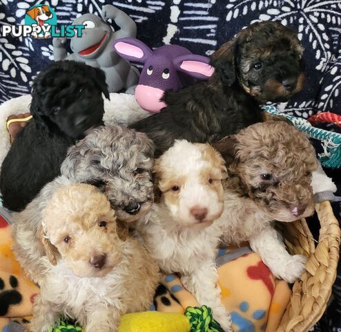 Beautiful Toy Poodles