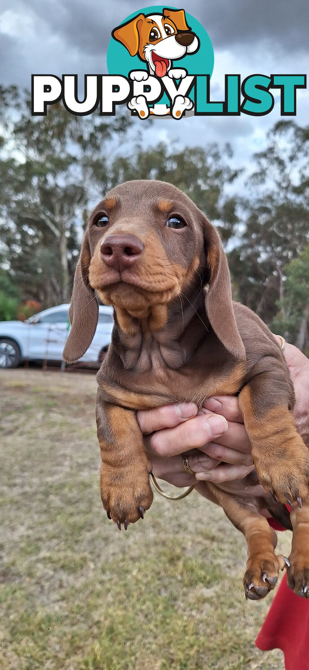 Miniture Dachshund puppies