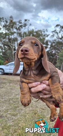 Miniture Dachshund puppies