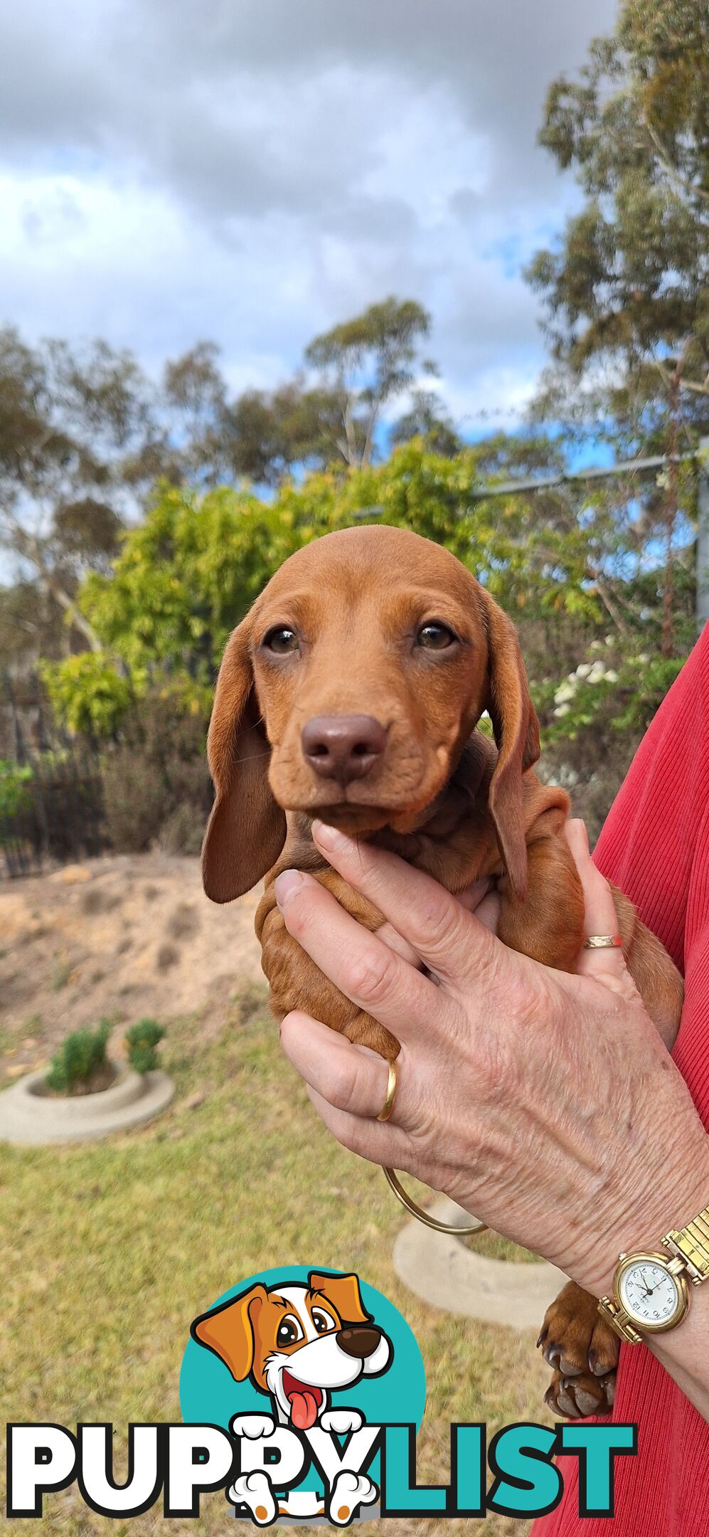 Miniture Dachshund puppies