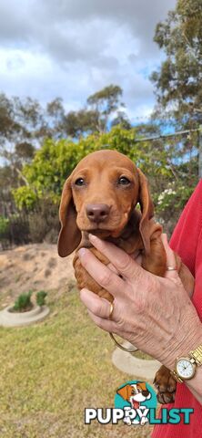 Miniture Dachshund puppies