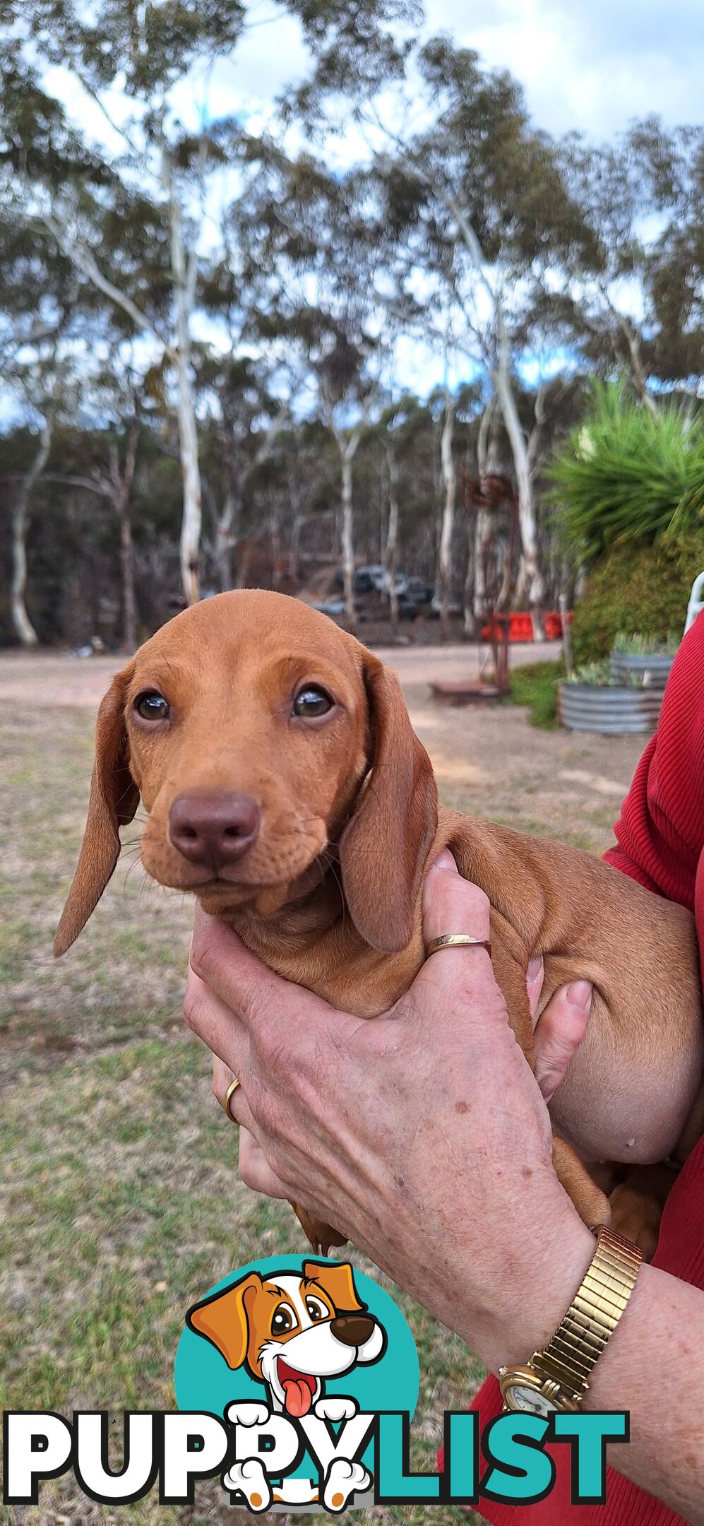 Miniture Dachshund puppies