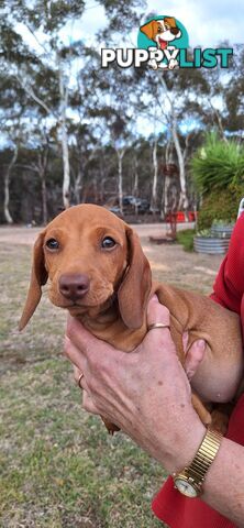 Miniture Dachshund puppies
