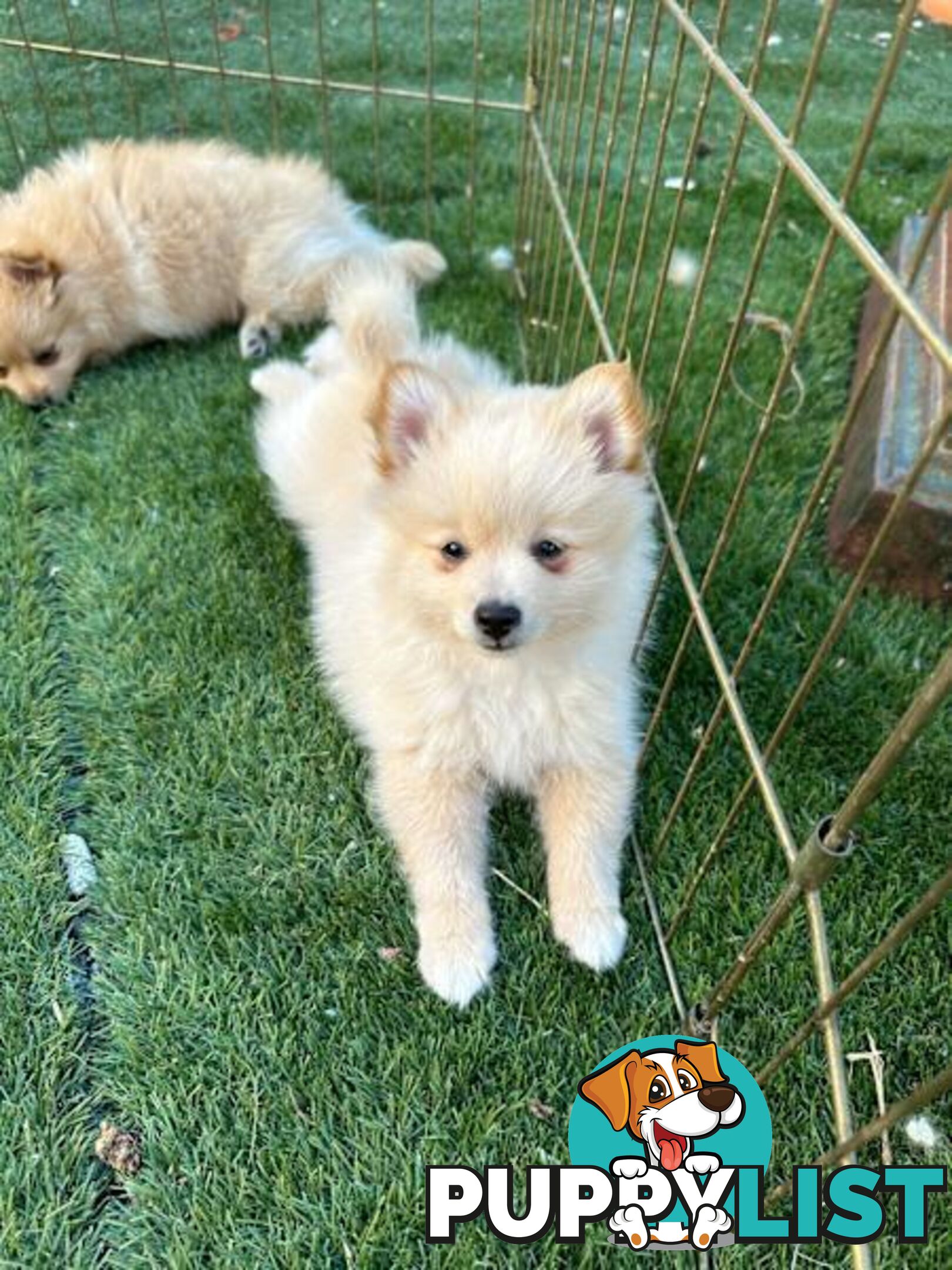 Pomeranian puppy looking for new home