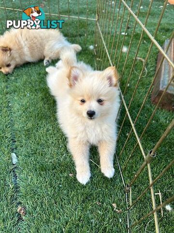 Pomeranian puppy looking for new home