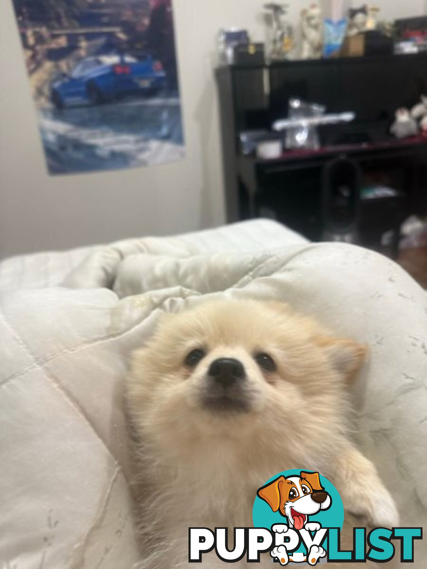 Pomeranian puppy looking for new home