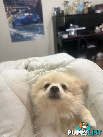 Pomeranian puppy looking for new home