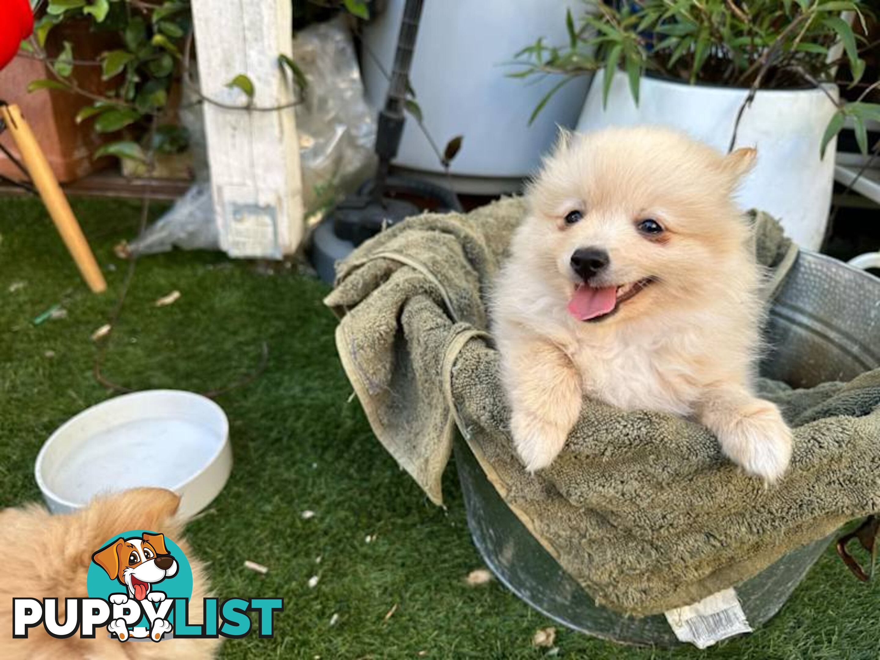 Pomeranian puppy looking for new home