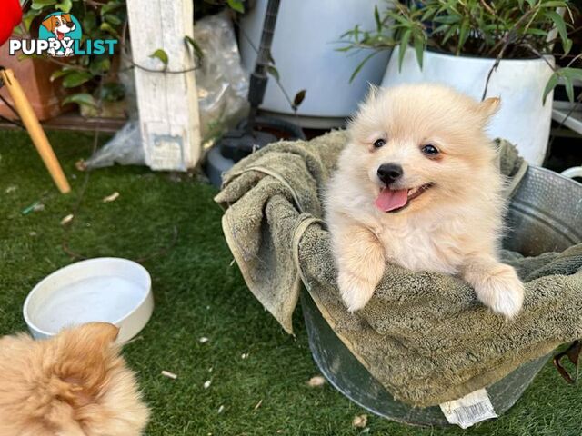 Pomeranian puppy looking for new home