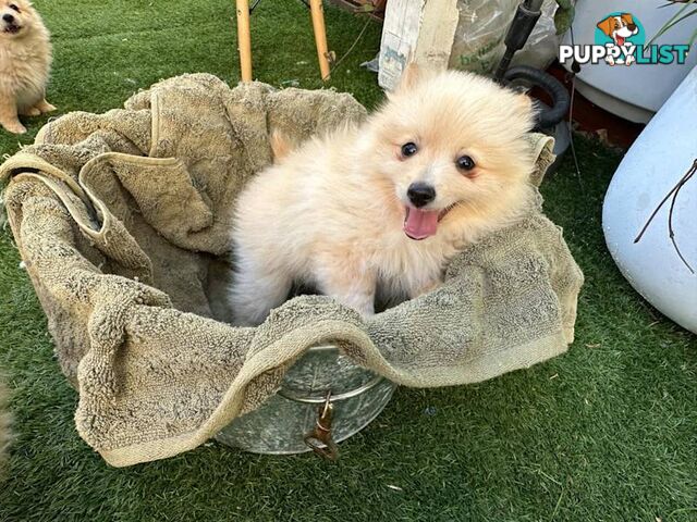 Pomeranian puppy looking for new home