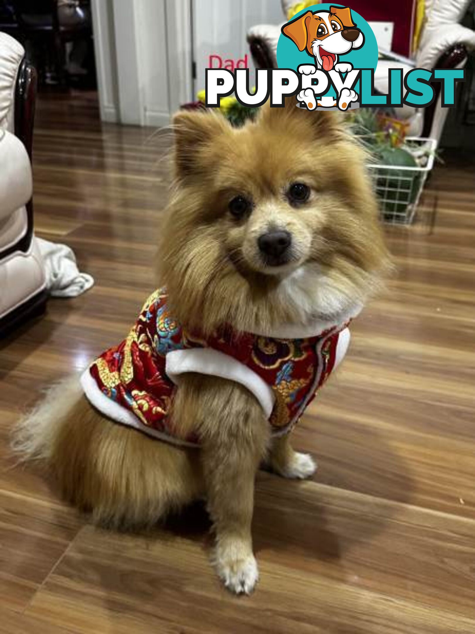 Pomeranian puppy looking for new home