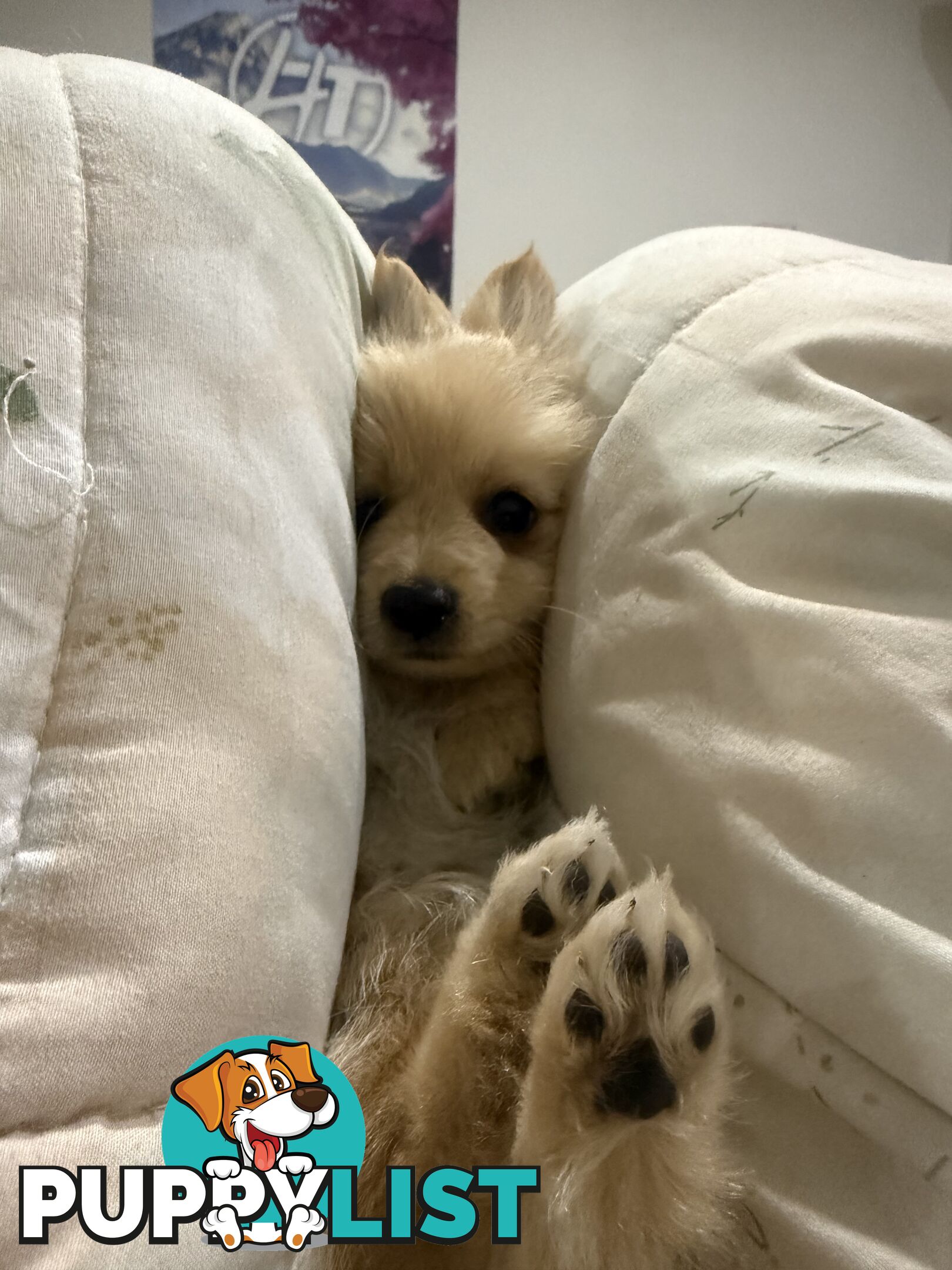 Pomeranian female puppy