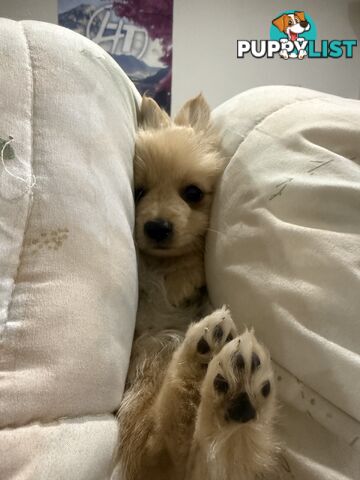 Pomeranian female puppy