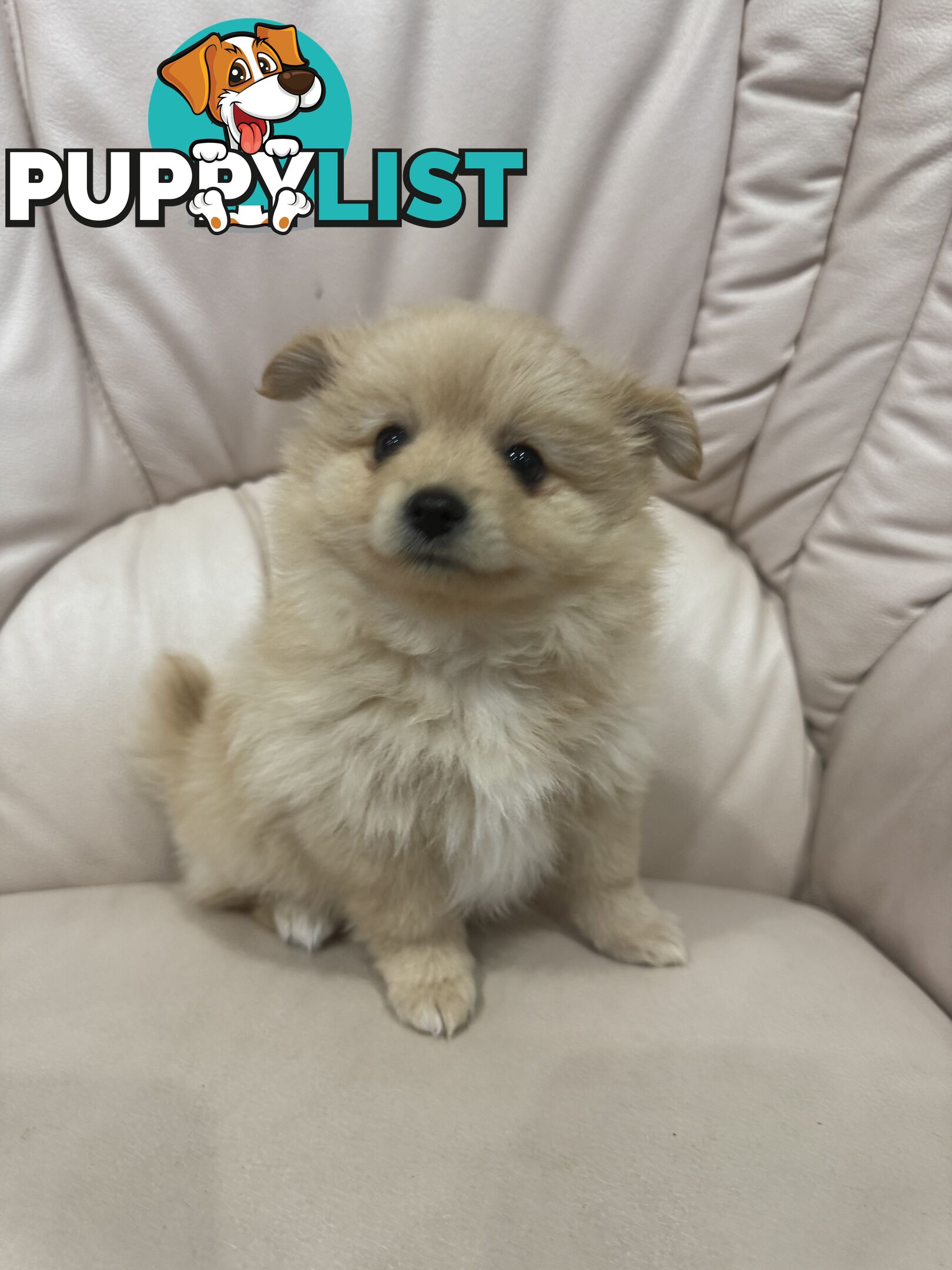 Pomeranian female puppy