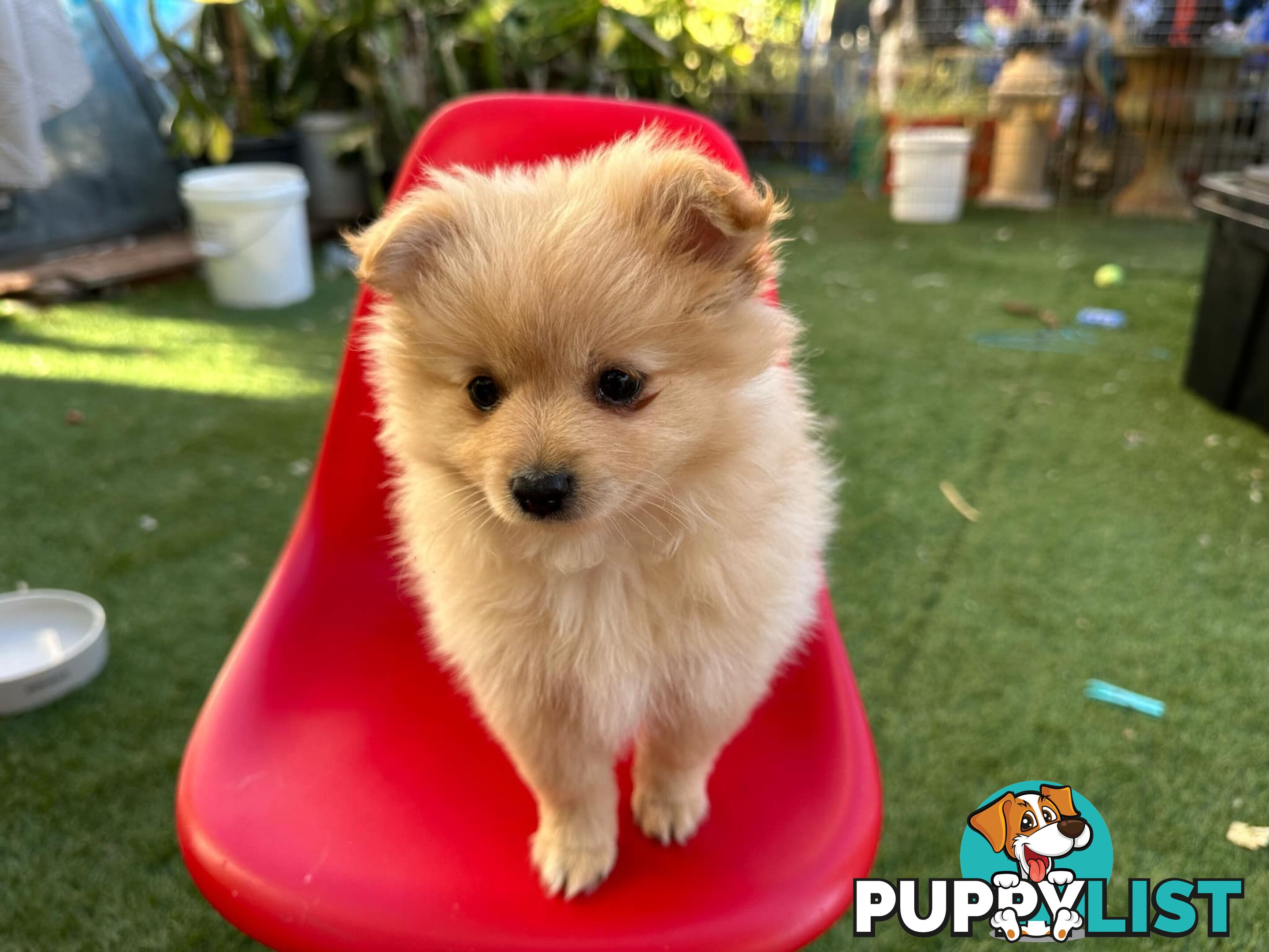 Pomeranian female puppy