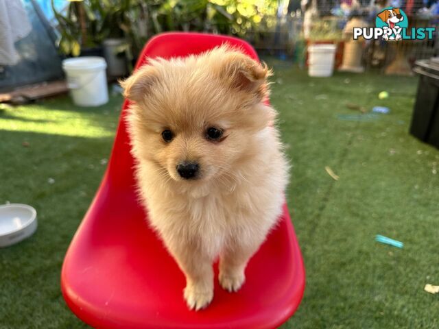 Pomeranian female puppy