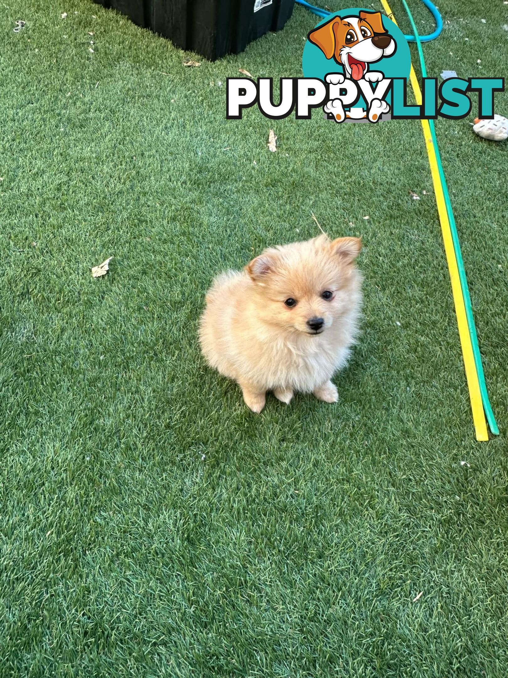Pomeranian female puppy
