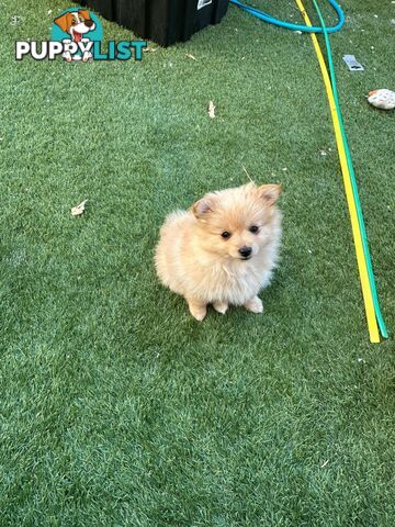 Pomeranian female puppy