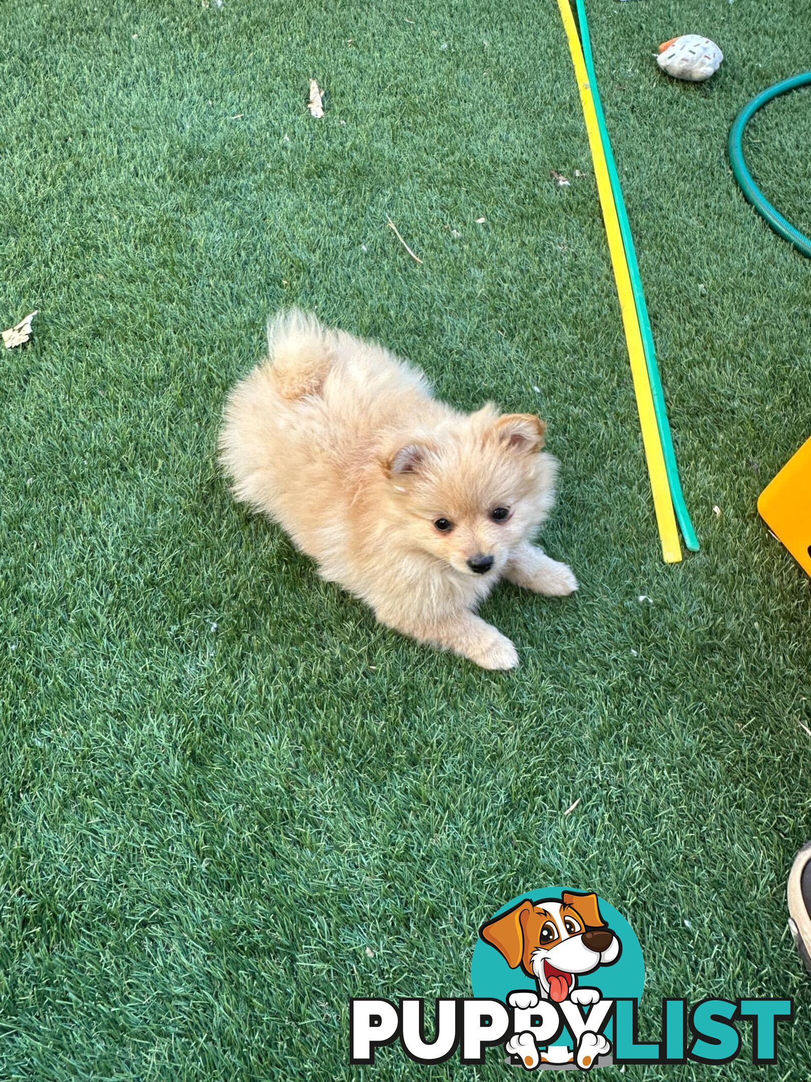 Pomeranian female puppy