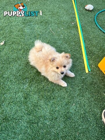 Pomeranian female puppy
