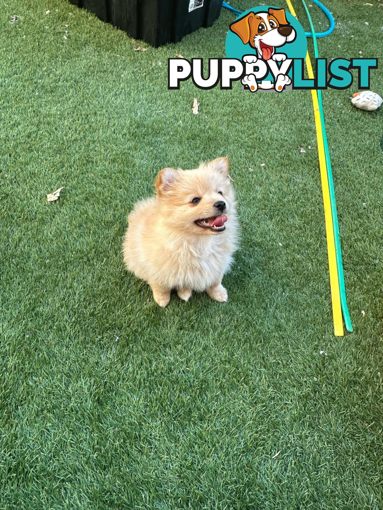 Pomeranian female puppy