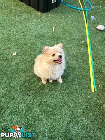 Pomeranian female puppy