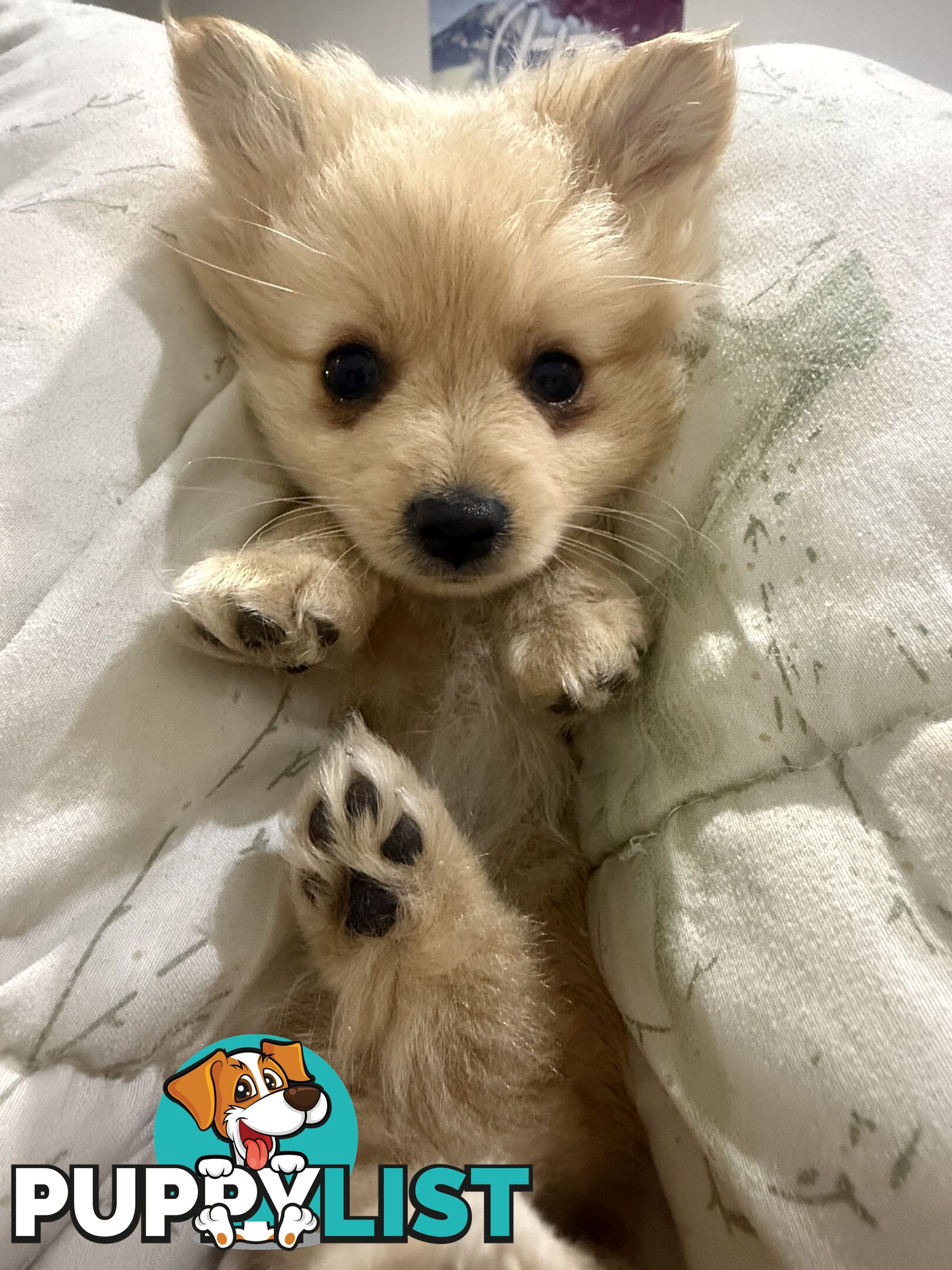 Pomeranian female puppy