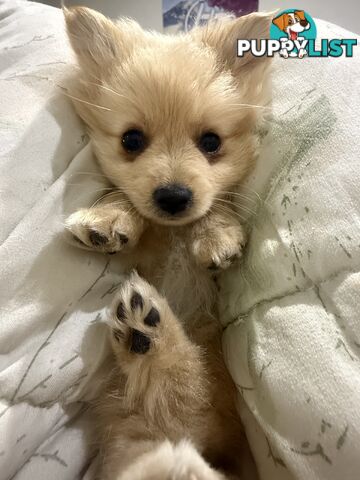 Pomeranian female puppy