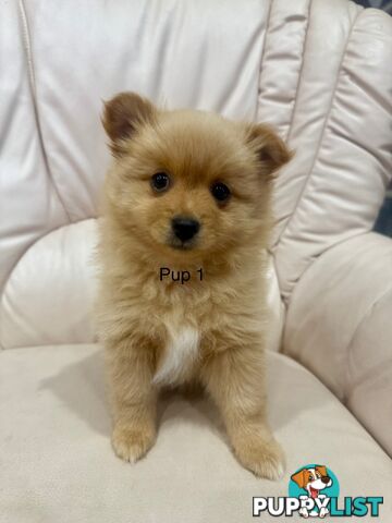 Purebred pomeranian puppies