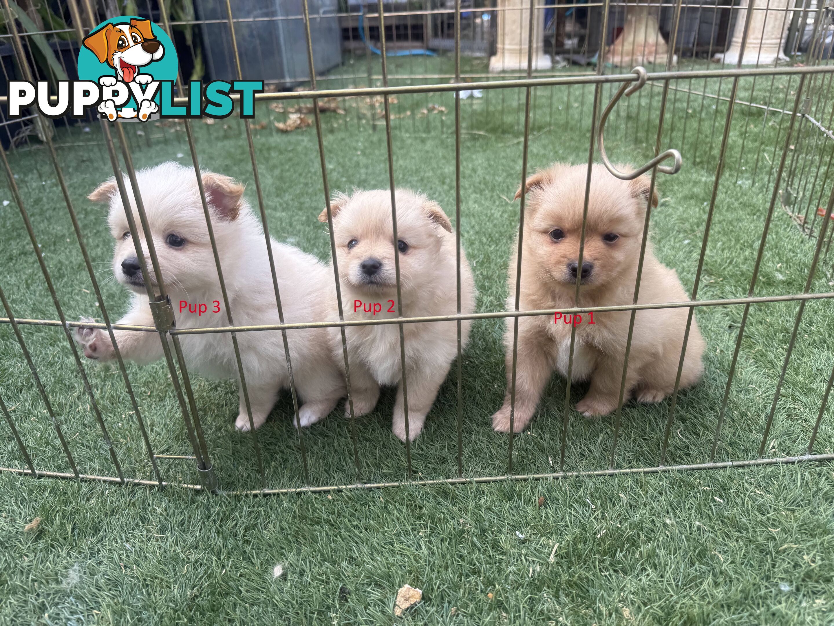 Purebred pomeranian puppies looking for their new forever home