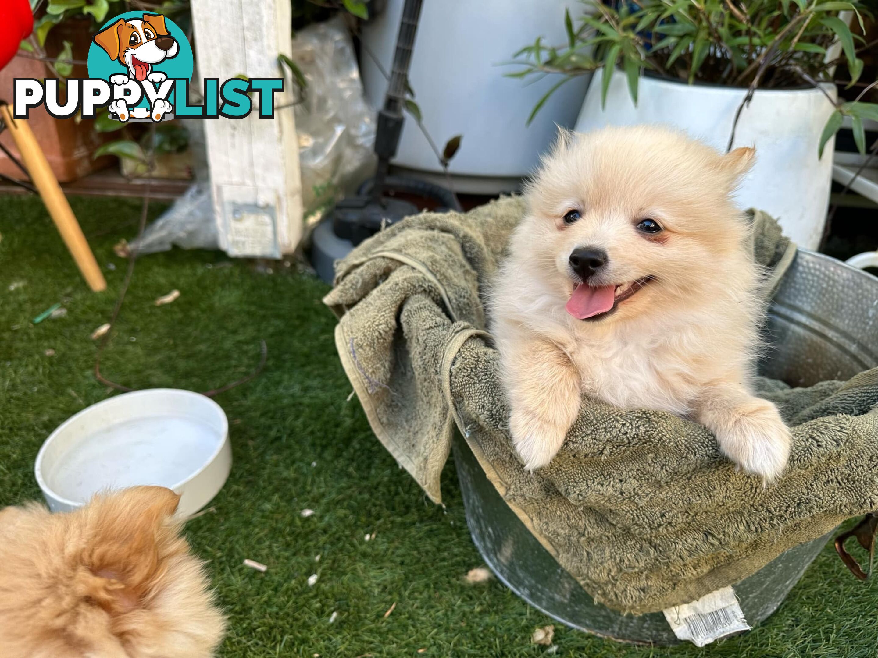 Polar bear looking Pomeranian puppy