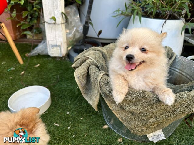 Polar bear looking Pomeranian puppy