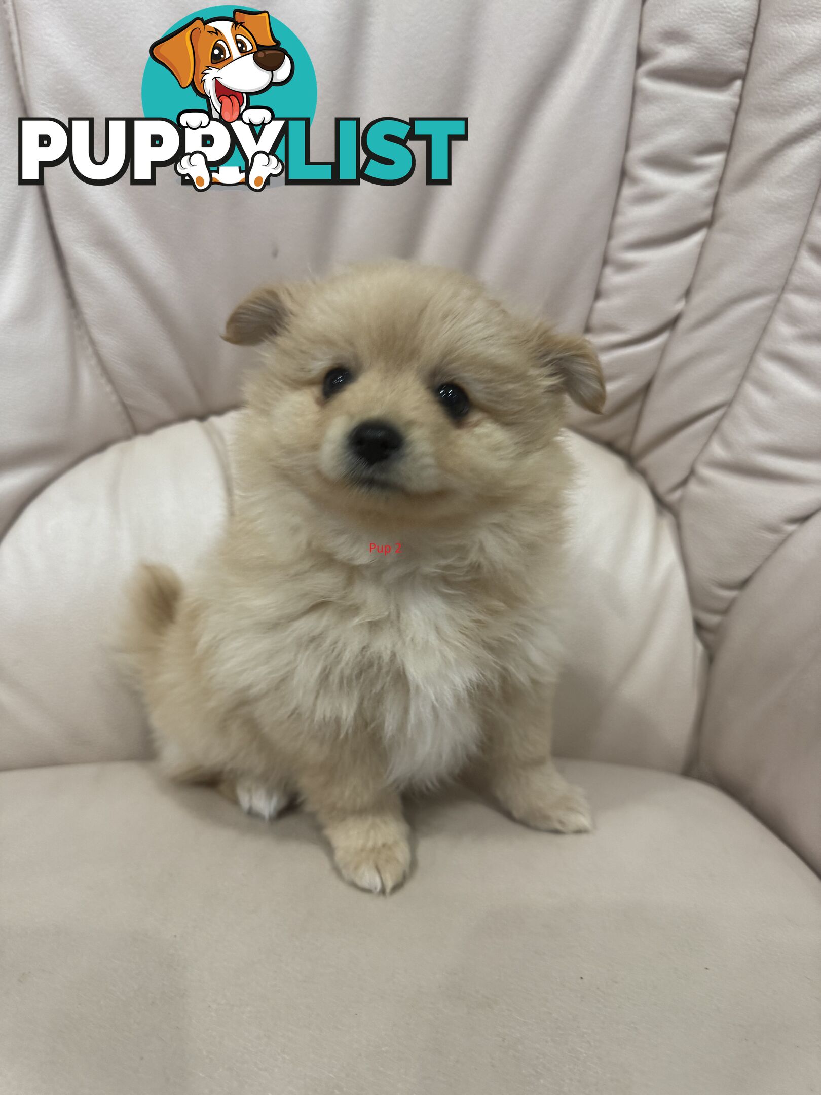 Purebred pomeranian puppies looking for their new forever home