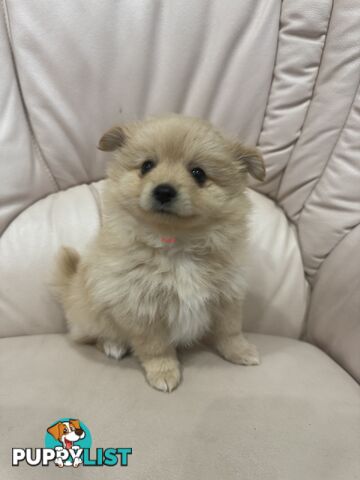 Purebred pomeranian puppies looking for their new forever home