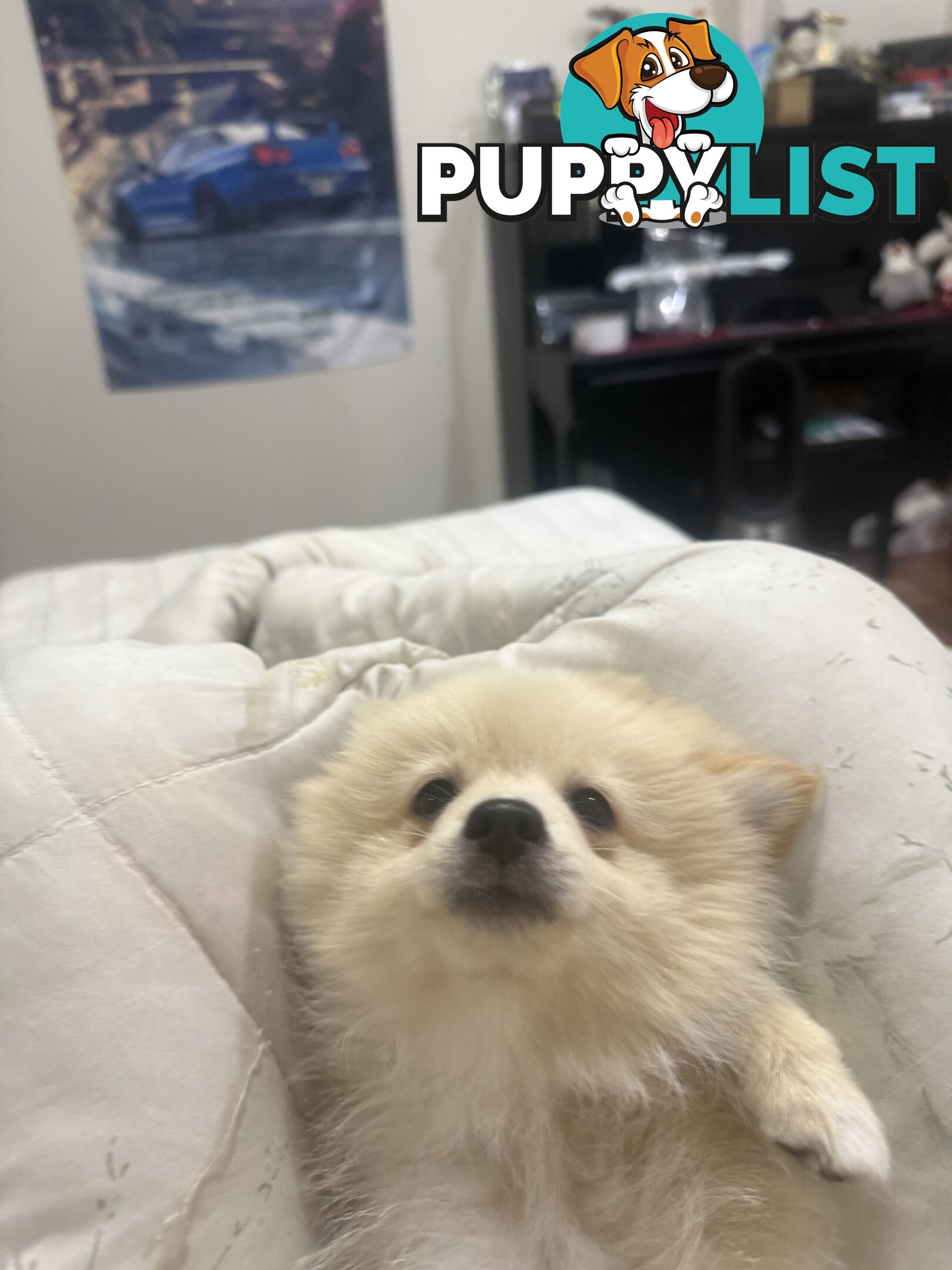 Polar bear looking Pomeranian puppy