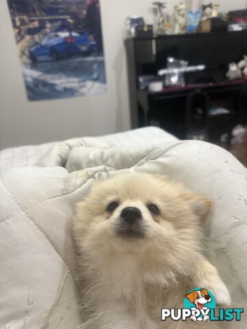 Polar bear looking Pomeranian puppy