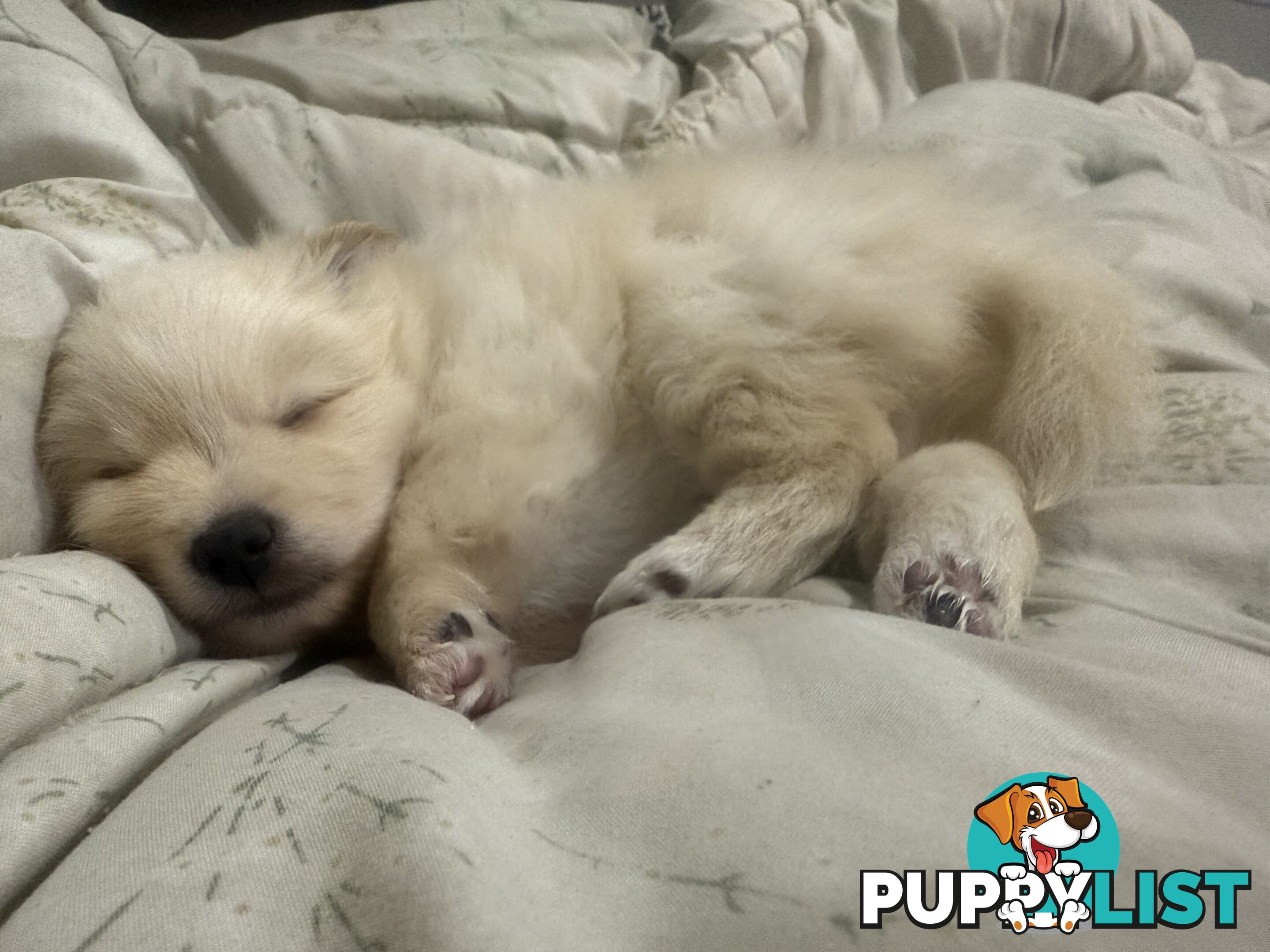 Polar bear looking Pomeranian puppy