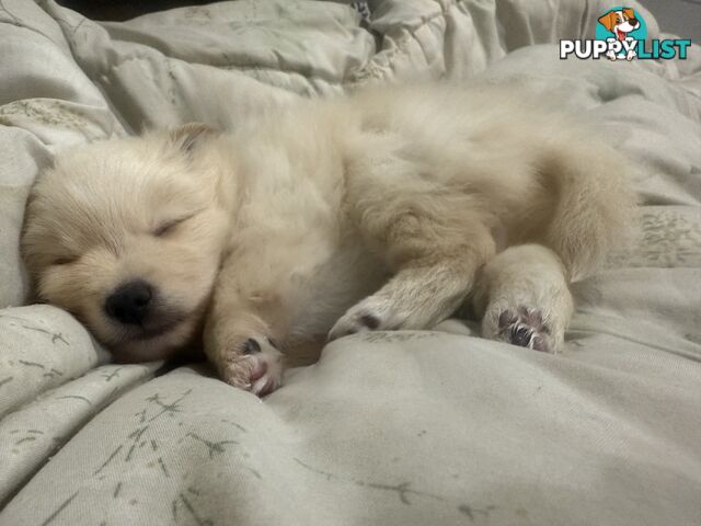 Polar bear looking Pomeranian puppy